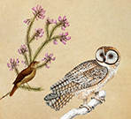 This is a small picture of a Nightingale and an Owl
