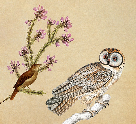 This is a picture of a Nightingale and an Owl