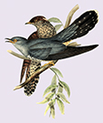 This is a small picture of some Birds